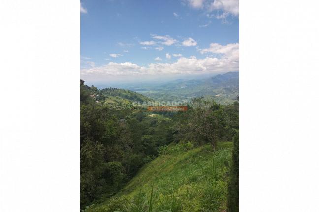 Fincas y Casas Campestres, Venta en Caicedonia