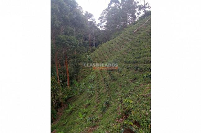 Fincas y Casas Campestres, Venta en Caicedonia