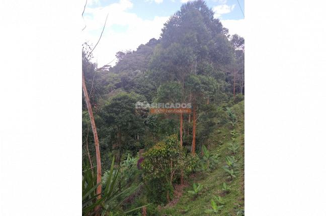 Fincas y Casas Campestres, Venta en Caicedonia