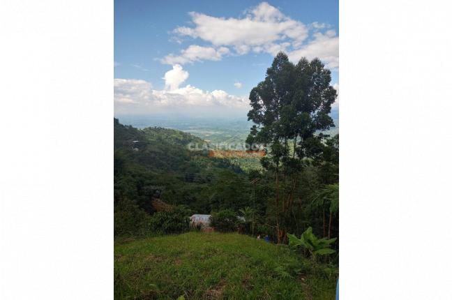 Fincas y Casas Campestres, Venta, Caicedonia - $380.000.000