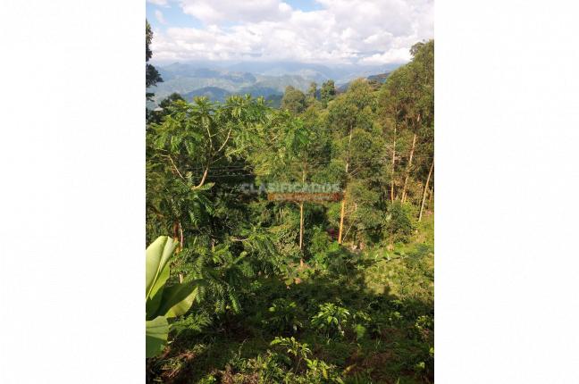 Fincas y Casas Campestres, Venta, Caicedonia - $380.000.000