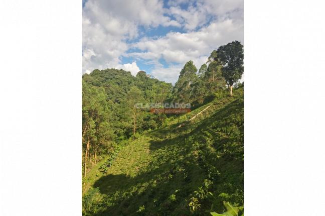 Fincas y Casas Campestres, Venta, Caicedonia - $380.000.000