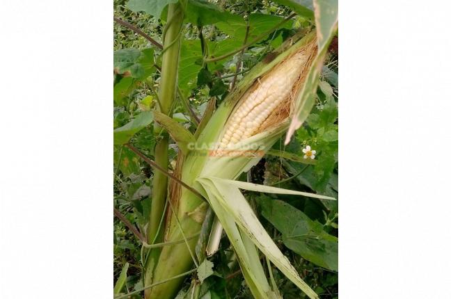 Lotes, Venta, Restrepo - $150.000.000