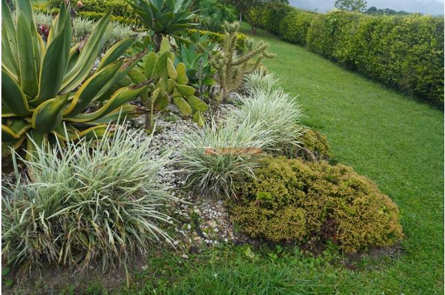 Fincas y Casas Campestres, Venta, Calima (Darién) - $990.000.000