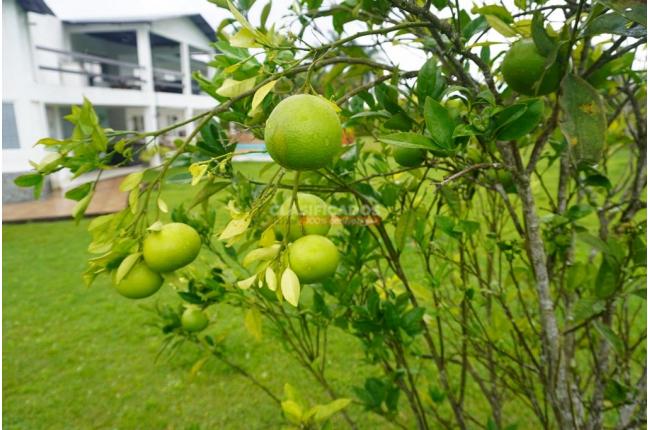 Fincas y Casas Campestres, Venta, Calima (Darién) - $990.000.000