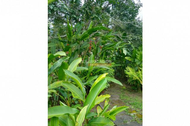 Lotes, Venta, Dagua - $350.000.000