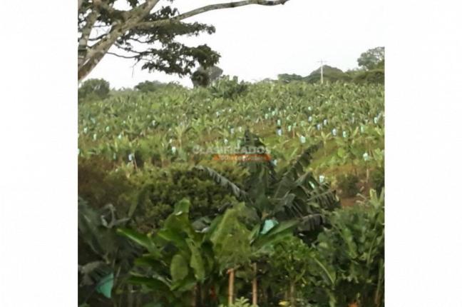 Fincas y Casas Campestres, Venta, Montenegro - $3.200.000.000