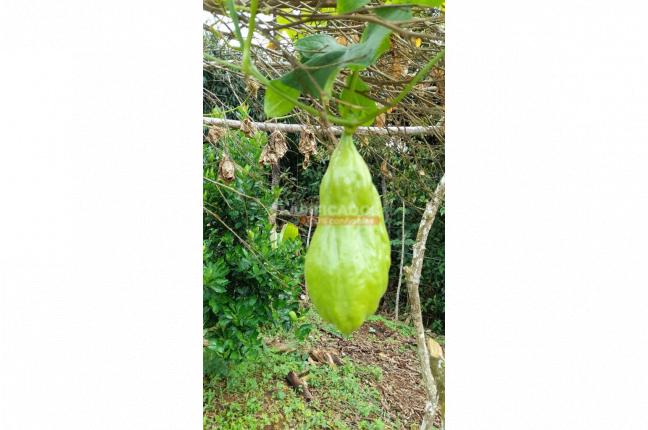 Fincas y Casas Campestres, Venta, La Cumbre - $530.000.000