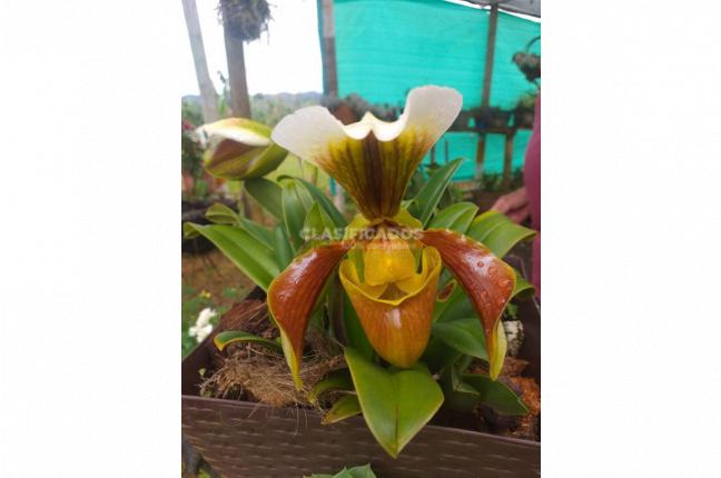 Fincas y Casas Campestres, Venta, La Cumbre - $530.000.000