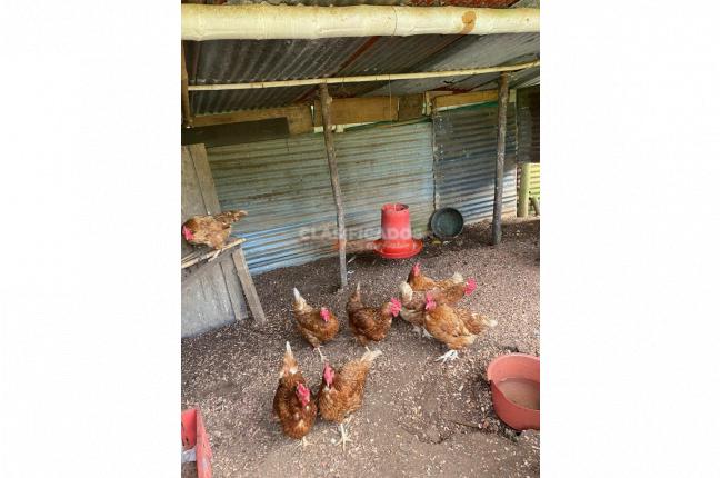 Fincas y Casas Campestres, Venta, La Cumbre - $530.000.000