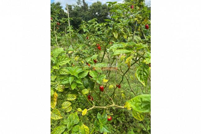 Fincas y Casas Campestres, Venta, La Cumbre - $530.000.000