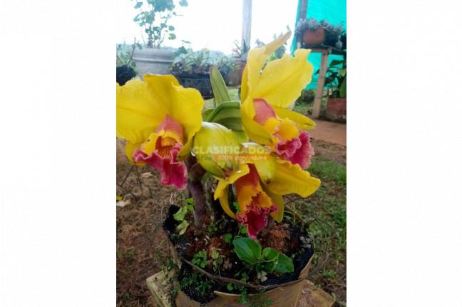 Fincas y Casas Campestres, Venta, La Cumbre - $530.000.000