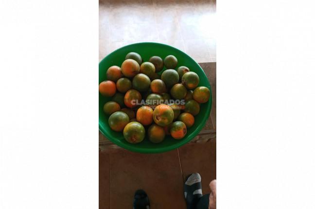 Fincas y Casas Campestres, Venta, La Cumbre - $530.000.000