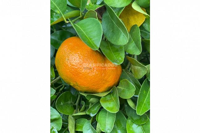 Fincas y Casas Campestres, Venta, Sevilla - $800.000.000