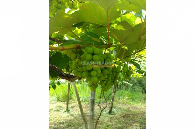 Fincas y Casas Campestres, Venta, Sevilla - $800.000.000