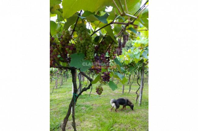 Fincas y Casas Campestres, Venta, Sevilla - $800.000.000