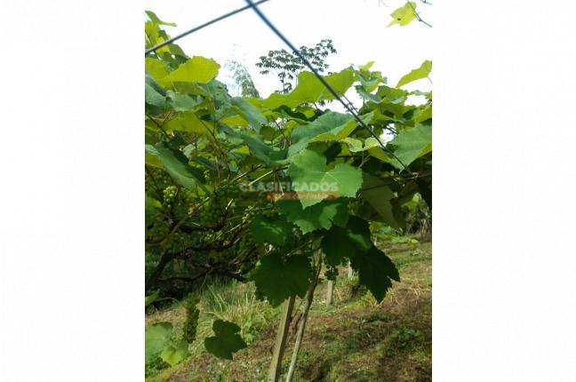 Fincas y Casas Campestres, Venta, Sevilla - $800.000.000