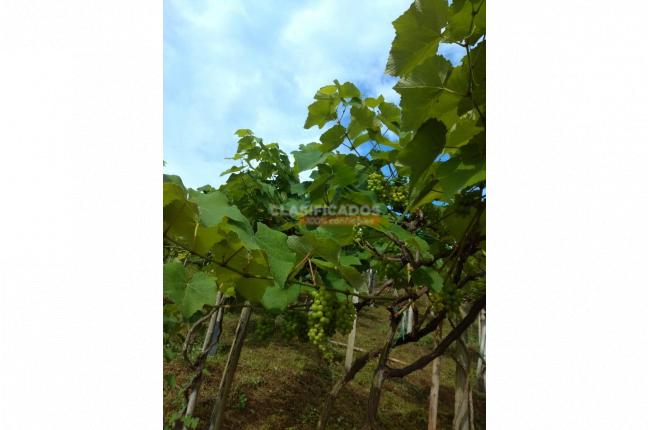 Fincas y Casas Campestres, Venta, Sevilla - $800.000.000