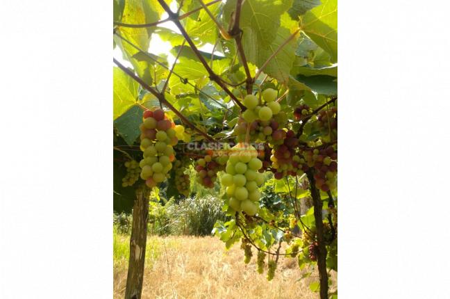 Fincas y Casas Campestres, Venta, Sevilla - $800.000.000