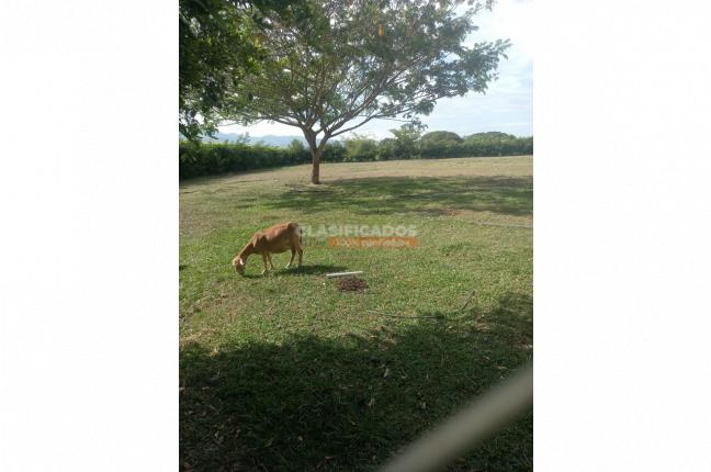 Lotes, Venta, Palmira - $1.152.000.000