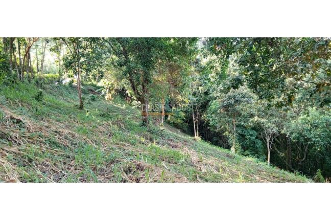 Lotes, Venta en Dapa