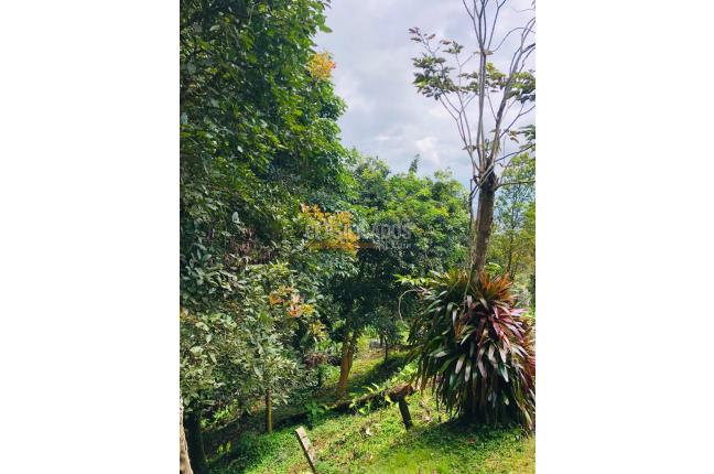 Fincas y Casas Campestres, Venta, Yumbo - $700.000.000