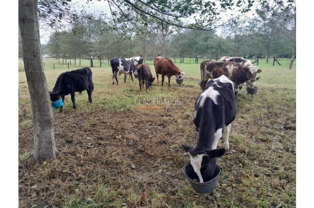 Fincas y Casas Campestres, Venta, Villa de Leyva - $1.950.000.000