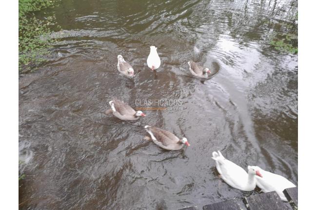 Fincas y Casas Campestres, Venta, Villa de Leyva - $1.950.000.000