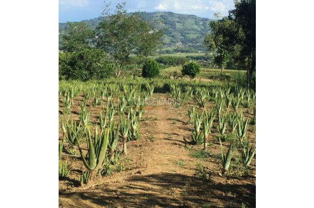 Fincas y Casas Campestres, Venta, Calima (Darién) - $1.200.000.000