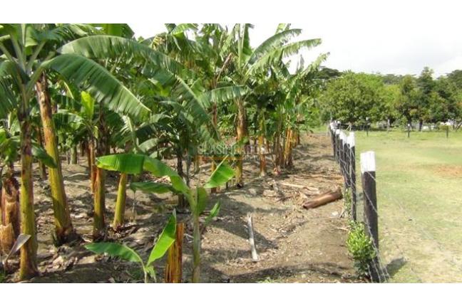 Fincas y Casas Campestres, Venta, Palmira - $1.300.000.000