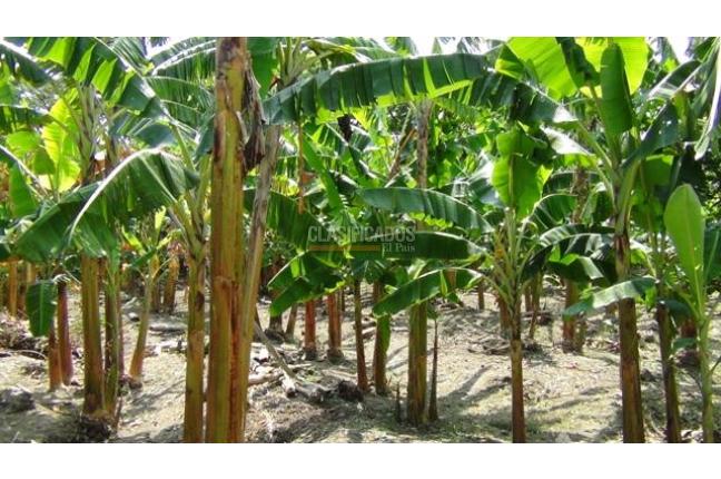 Fincas y Casas Campestres, Venta, Palmira - $1.300.000.000