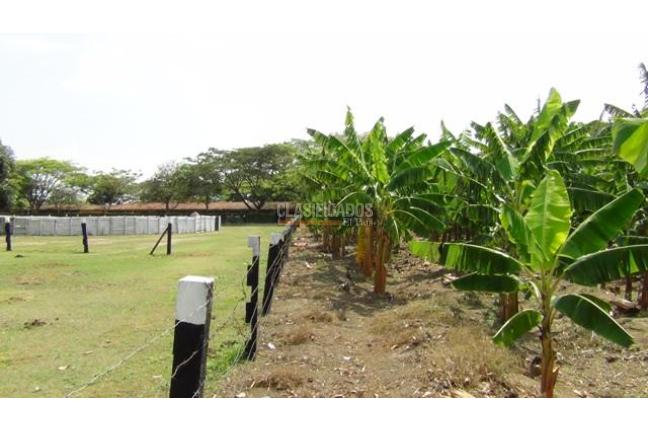 Fincas y Casas Campestres, Venta, Palmira - $1.300.000.000