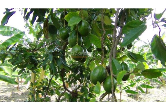 Fincas y Casas Campestres, Venta, Palmira - $1.300.000.000