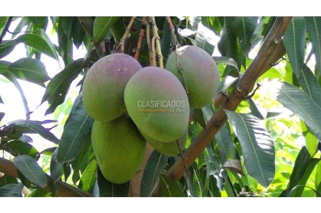 Fincas y Casas Campestres, Venta, Palmira - $1.300.000.000