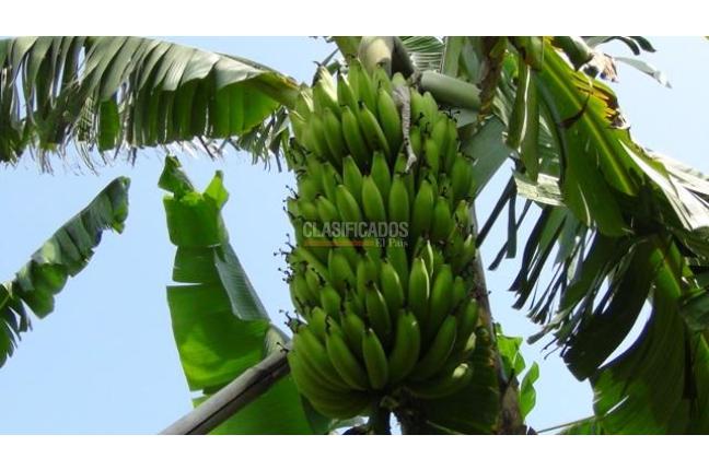 Fincas y Casas Campestres, Venta, Palmira - $1.300.000.000