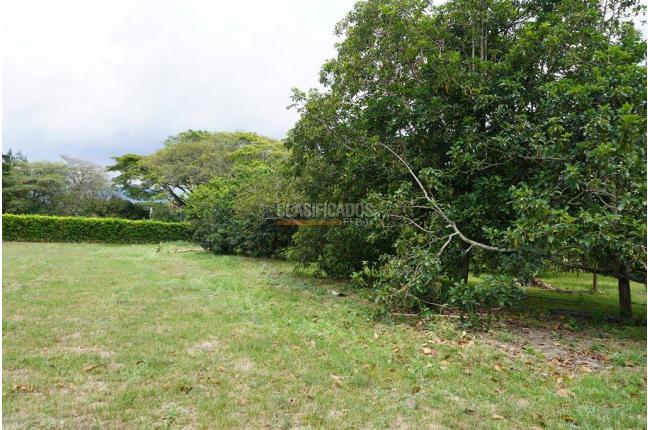 Lotes, Venta, Palmira - $990.000.000