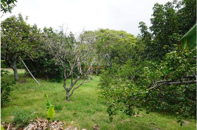 Lotes, Venta, Palmira - $990.000.000