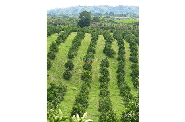 Fincas y Casas Campestres, Venta, Montenegro - $3.200.000.000