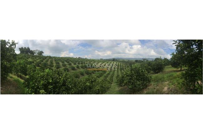 Fincas y Casas Campestres, Venta, Montenegro - $3.200.000.000