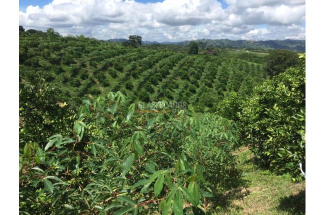 Fincas y Casas Campestres, Venta en Montenegro