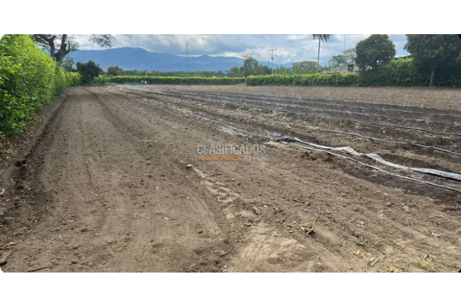 Lotes, Venta en Palmira