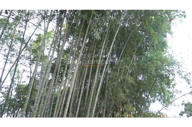 Fincas y Casas Campestres, Venta, Dagua - $490.000.000