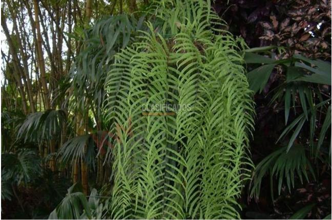 Casas, Venta, Pance - $3.500.000.000