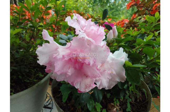 Fincas y Casas Campestres, Venta, Dagua - $350.000.000