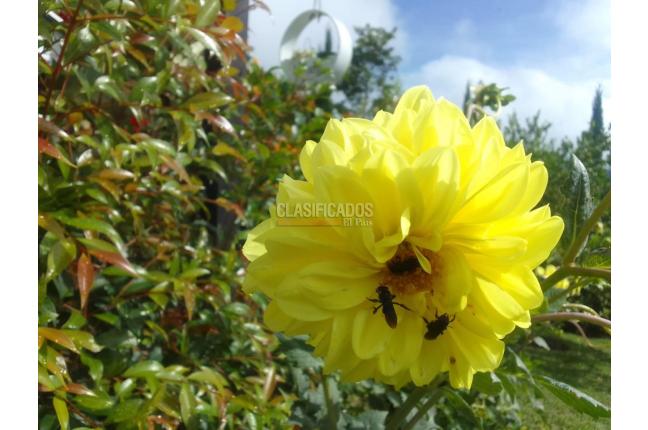 Fincas y Casas Campestres, Venta, Dagua - $350.000.000