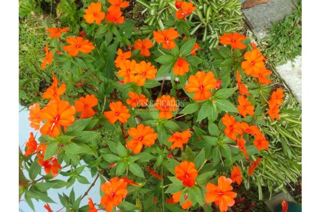 Fincas y Casas Campestres, Venta, Dagua - $350.000.000