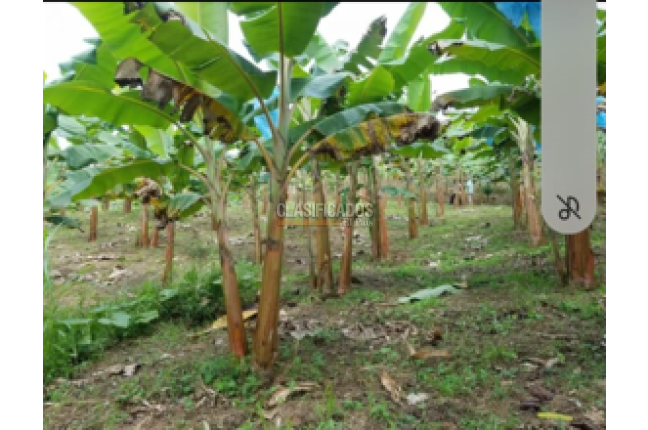 Fincas y Casas Campestres, Venta, Dagua - $680.000.000