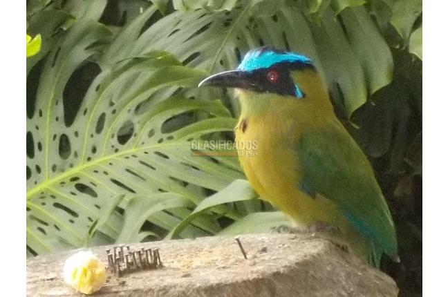 Fincas y Casas Campestres, Venta en Dagua