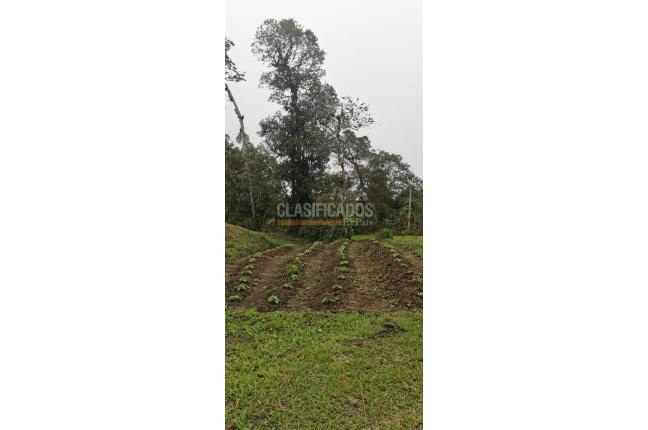 Fincas y Casas Campestres, Venta, Yumbo - $700.000.000