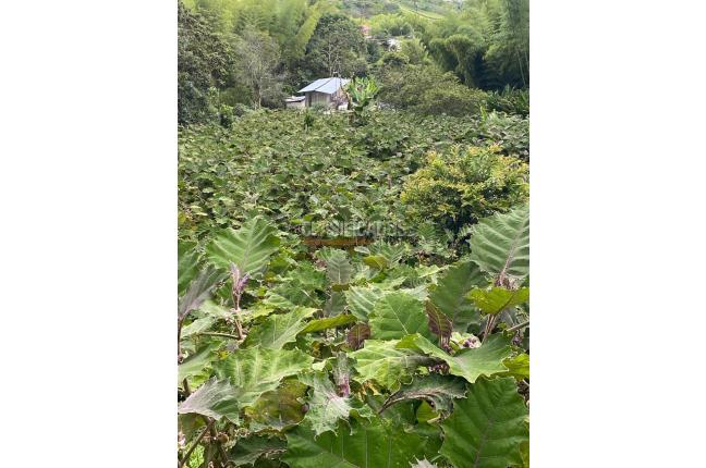 Fincas y Casas Campestres, Venta, Calima (Darién) - $450.000.000